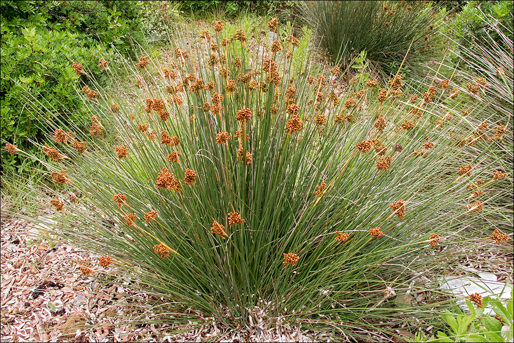 Juncus acutus