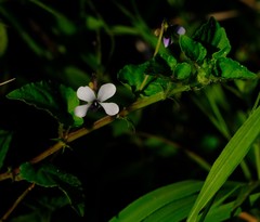 Viola abyssinica