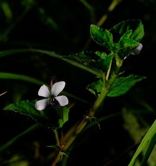 Viola abyssinica
