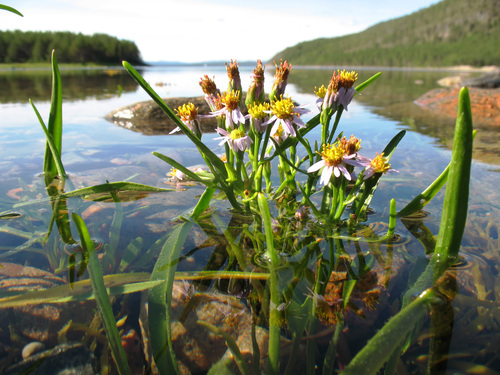 Sea Aster