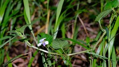 Viola abyssinica