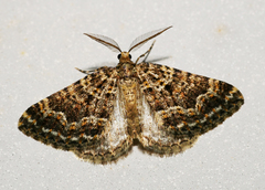 Xanthorhoe xanthospila