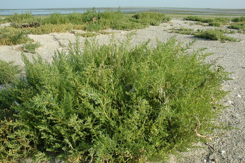 Suaeda marittima
