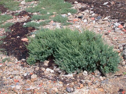 Suaeda marittima