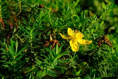 Hypericum revolutum revolutum