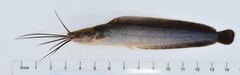 Allauad's Catfish photo 1