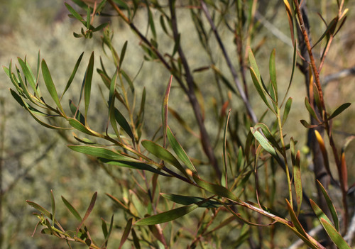 Platysace valida observed 2025-08-18