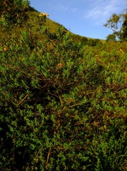 Hypericum revolutum revolutum