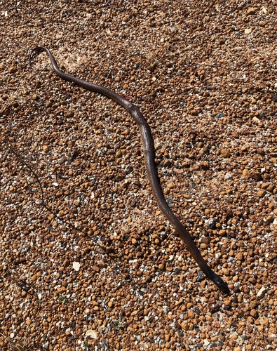 Western Brown Snake sighting