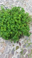 Oxalis pes-caprae