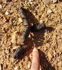 Vulpes vulpes silacea