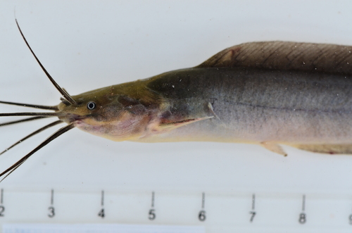Alluaud's catfish (Clarias alluaudi) — Clariidae — 4