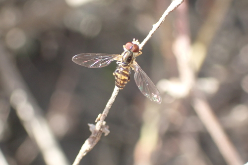 Unknown species found near Wheaton, Wheaton-Glenmont, MD, USA