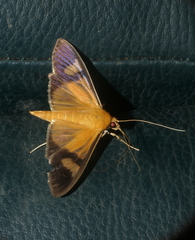 Phostria dohrnii