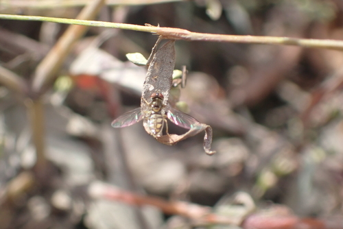 Unknown species found near Wheaton, Wheaton-Glenmont, MD, USA