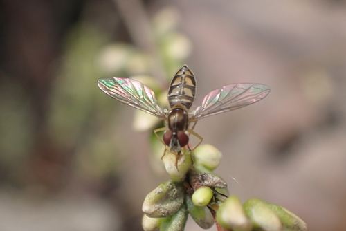 Unknown species found near Wheaton, Wheaton-Glenmont, MD, USA