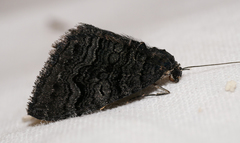 Xanthorhoe anthracinata