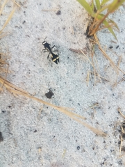 Traumatomutilla indica