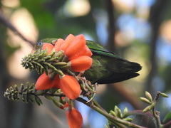 Loriculus beryllinus