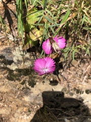 Dianthus oschtenicus