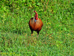 Gallus lafayettii