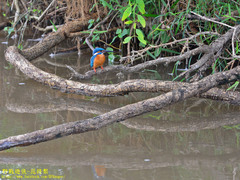 Alcedo atthis taprobana