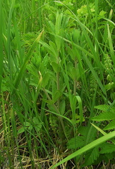 Hylotelephium verticillatum