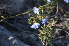 Lechenaultia heteromera