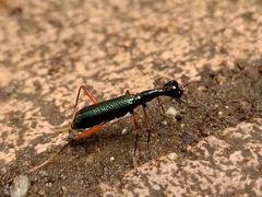 Neocollyris