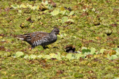 Pardirallus maculatus