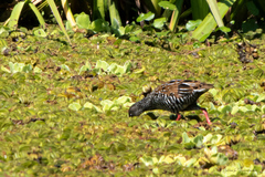 Pardirallus maculatus