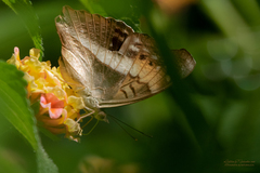 Doxocopa laurentia laurentia