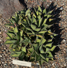 Agave margaritae