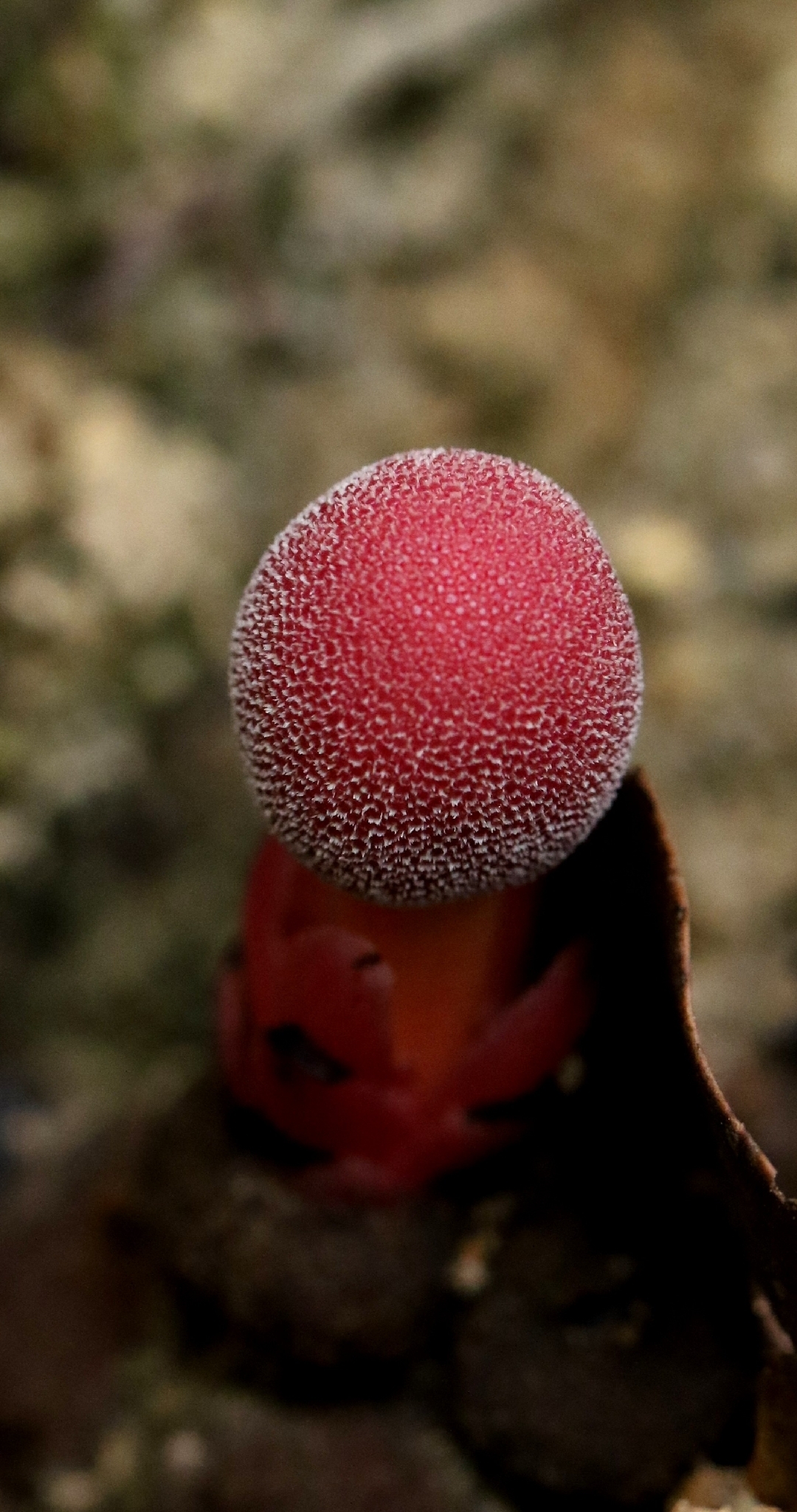 Harland’s Balanophora (Balanophora harlandii)