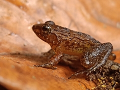 Limnonectes plicatellus