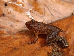 Limnonectes plicatellus