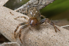 Xysticus bimaculatus