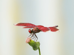 Neurothemis manadensis