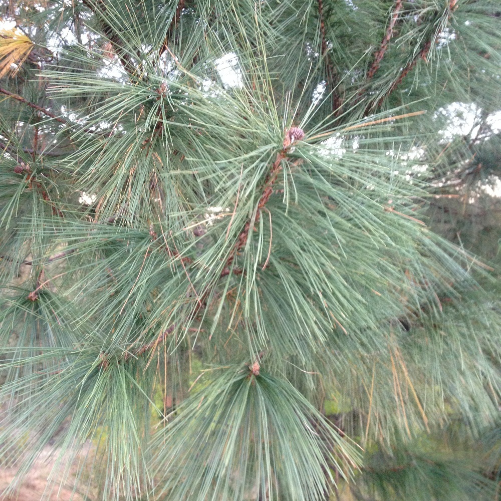 Pinus leiophylla var. leiophylla