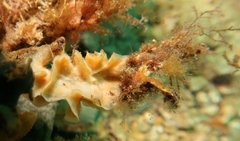 Calyptotheca