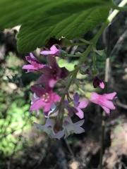 Ribes sanguineum glutinosum