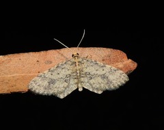Poecilasthena scoliota