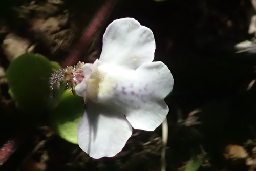 Image of Diclis reptans by no rights reserved