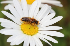 Leioproctus fulvescens