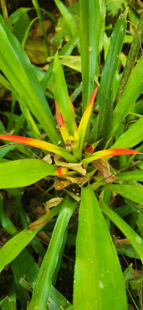 Nidularium campos-portoi