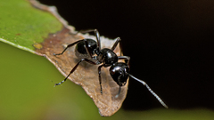 Polyrhachis pilosa