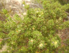 Phyllota pleurandroides