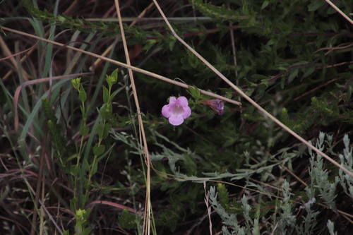 Image of Graderia subintegra by (c) Tony Rebelo, some rights reserved (CC BY-SA)