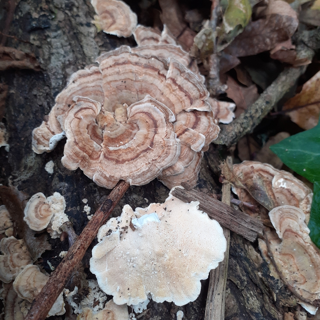 Trametes ochracea · November 2025 · photo: © bogsuckers (iNaturalist, cc-by)