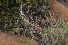 Adromischus umbraticola